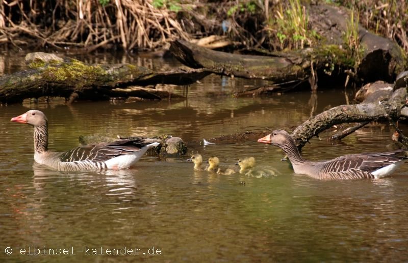 Moorwerder Gänsefamilie